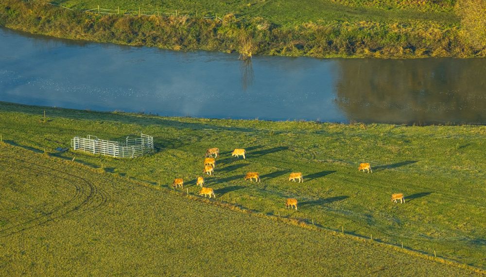 Luftbild Ahsen - Grasflächen- Strukturen einer Wiesen- Weide mit Kuh - Herde am Fluss Lippe in Ahsen im Bundesland Nordrhein-Westfalen, Deutschland