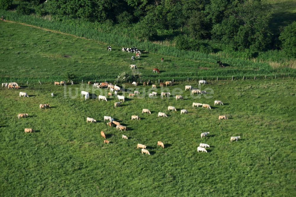 Luftaufnahme Friesack - Grasflächen- Strukturen einer Wiesen- Weide mit Kuh - Herde in Friesack im Bundesland Brandenburg