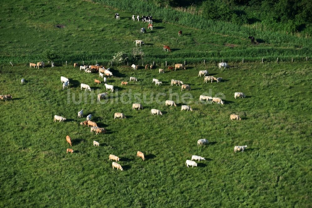 Friesack von oben - Grasflächen- Strukturen einer Wiesen- Weide mit Kuh - Herde in Friesack im Bundesland Brandenburg