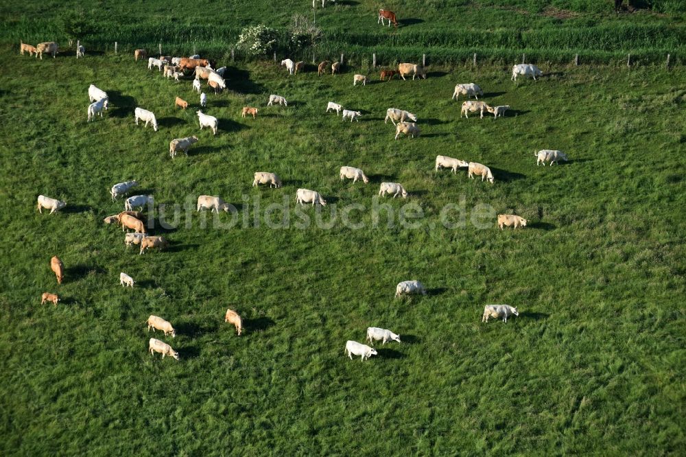 Friesack aus der Vogelperspektive: Grasflächen- Strukturen einer Wiesen- Weide mit Kuh - Herde in Friesack im Bundesland Brandenburg
