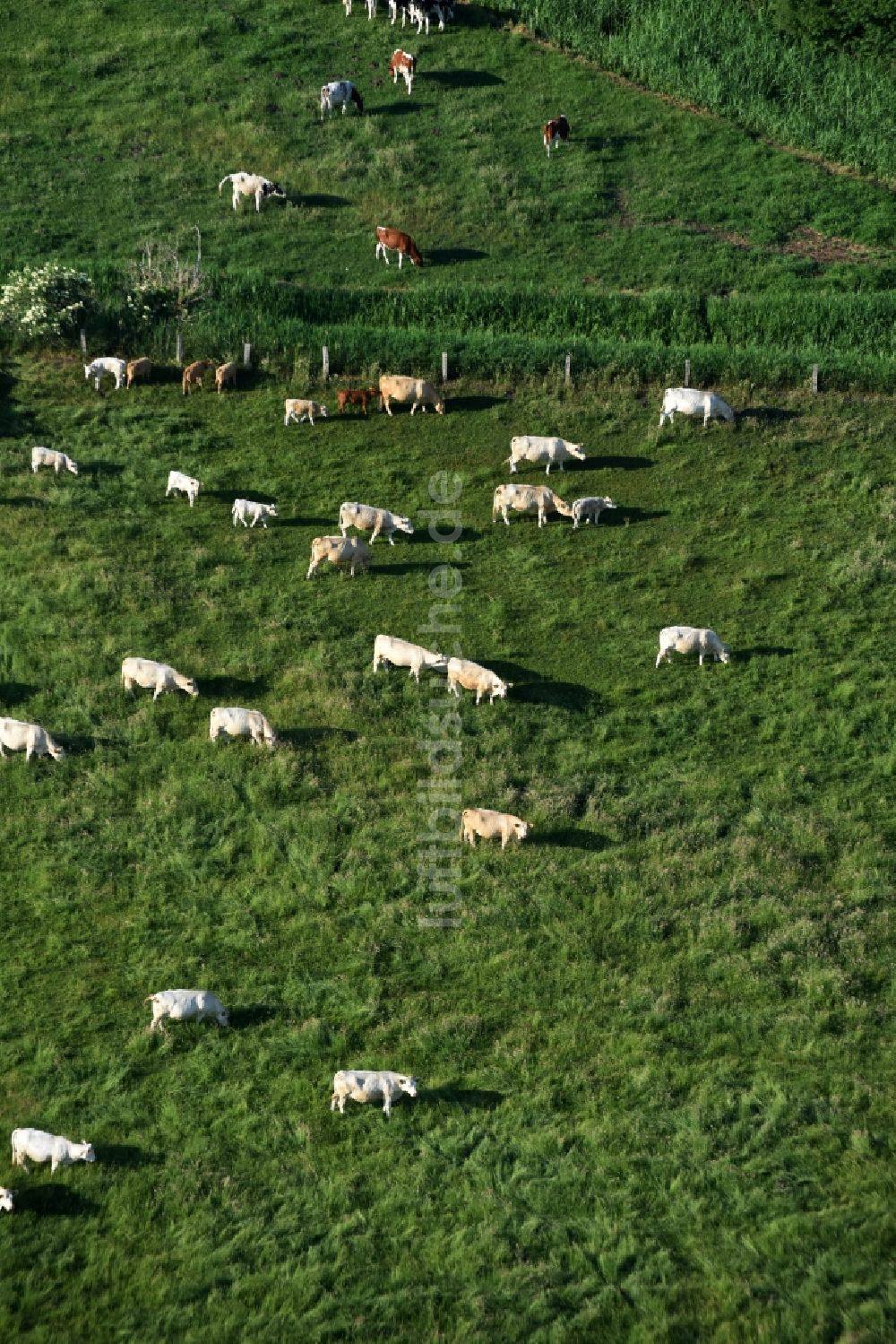 Luftbild Friesack - Grasflächen- Strukturen einer Wiesen- Weide mit Kuh - Herde in Friesack im Bundesland Brandenburg