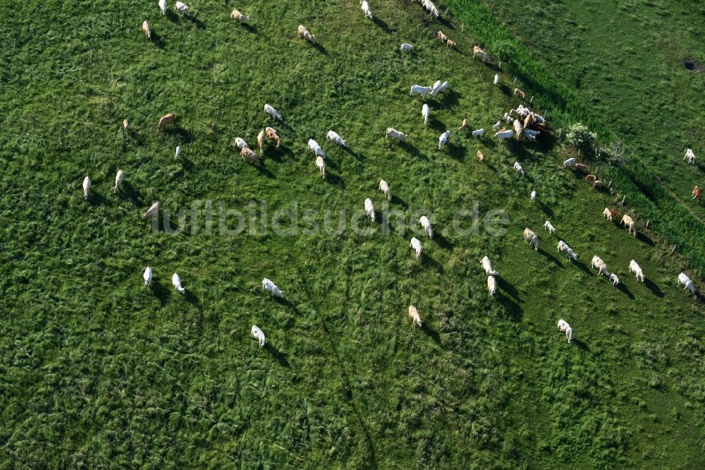 Luftaufnahme Friesack - Grasflächen- Strukturen einer Wiesen- Weide mit Kuh - Herde in Friesack im Bundesland Brandenburg