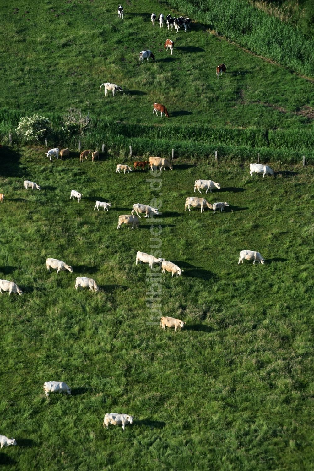 Friesack aus der Vogelperspektive: Grasflächen- Strukturen einer Wiesen- Weide mit Kuh - Herde in Friesack im Bundesland Brandenburg
