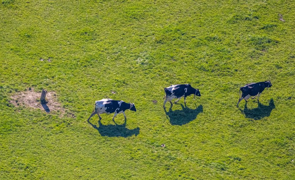 Luftbild Garbeck - Grasflächen- Strukturen einer Wiesen- Weide mit Kuh - Herde in Garbeck im Bundesland Nordrhein-Westfalen, Deutschland