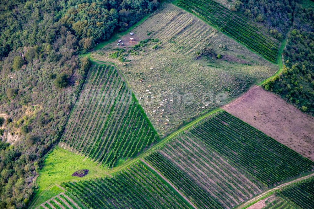 Luftbild Staudernheim - Grasflächen- Strukturen einer Wiesen- Weide mit Kuh - Herde von Glanrindern zwischen Weinreben an der Booser Au in Staudernheim im Bundesland Rheinland-Pfalz, Deutschland