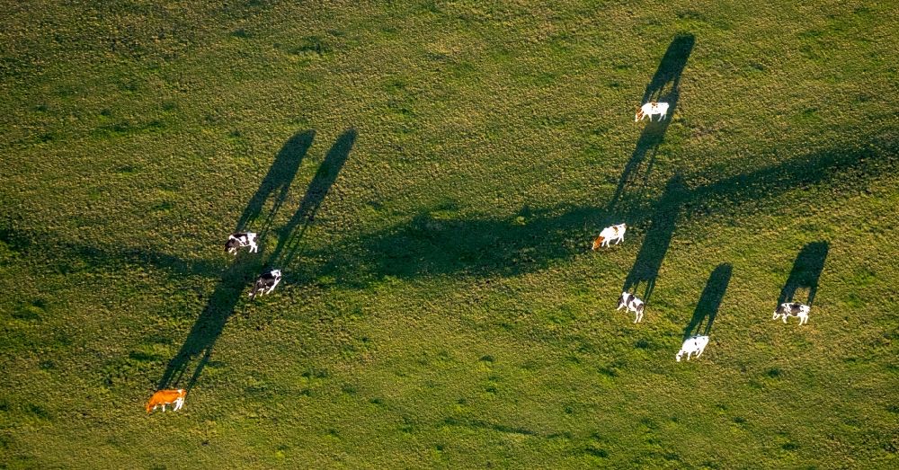 Grevenstein aus der Vogelperspektive: Grasflächen- Strukturen einer Wiesen- Weide mit Kuh - Herde in Grevenstein im Bundesland Nordrhein-Westfalen, Deutschland