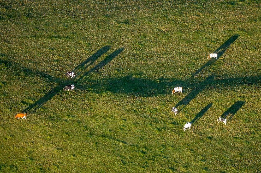 Luftbild Grevenstein - Grasflächen- Strukturen einer Wiesen- Weide mit Kuh - Herde in Grevenstein im Bundesland Nordrhein-Westfalen, Deutschland