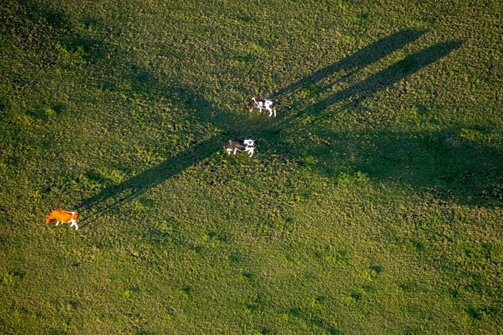 Luftaufnahme Grevenstein - Grasflächen- Strukturen einer Wiesen- Weide mit Kuh - Herde in Grevenstein im Bundesland Nordrhein-Westfalen, Deutschland