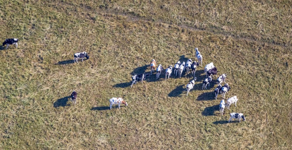 Hamm aus der Vogelperspektive: Grasflächen- Strukturen einer Wiesen- Weide mit Kuh - Herde in Hamm im Bundesland Nordrhein-Westfalen, Deutschland