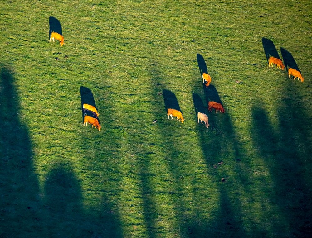 Luftaufnahme Herdringen - Grasflächen- Strukturen einer Wiesen- Weide mit Kuh - Herde in Herdringen im Bundesland Nordrhein-Westfalen, Deutschland