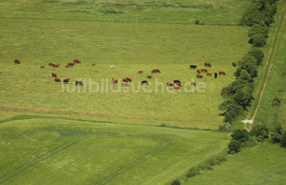Hohenfelden aus der Vogelperspektive: Grasflächen- Strukturen einer Wiesen- Weide mit Kuh - Herde in Hohenfelden im Bundesland Thüringen, Deutschland