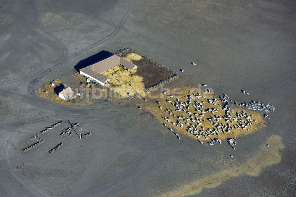 Luftaufnahme Karcag - Grasflächen- Strukturen einer Wiesen- Weide mit Kuh - Herde in Karcag in Jasz-Nagykun-Szolnok, Ungarn