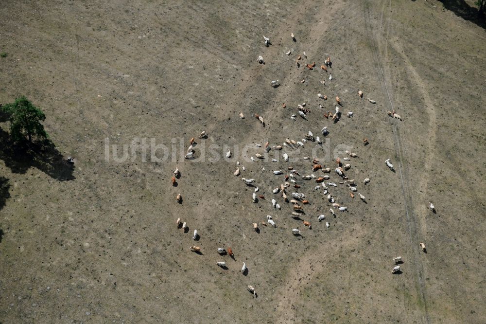 Luftbild Kletzke - Grasflächen- Strukturen einer Wiesen- Weide mit Kuh - Herde in Kletzke im Bundesland Brandenburg, Deutschland