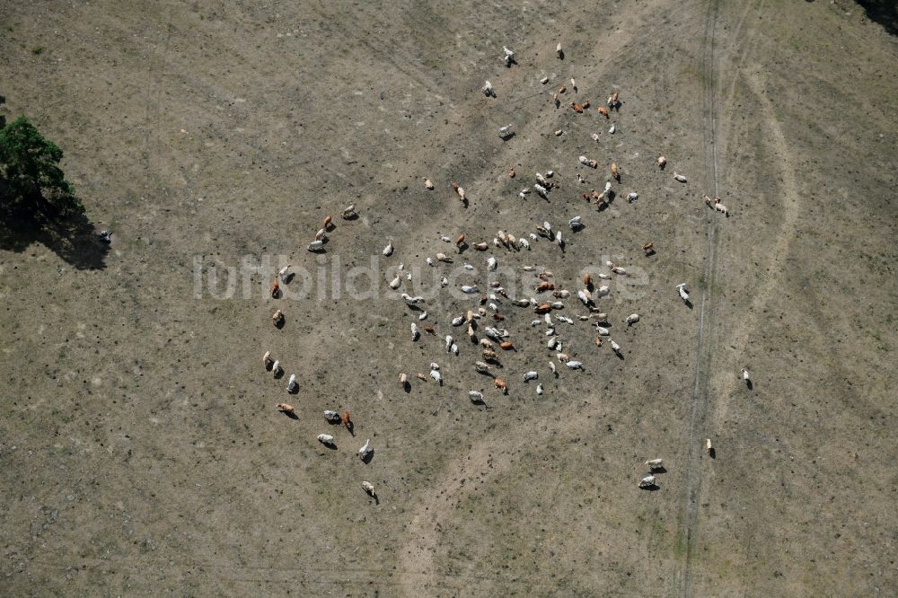 Luftaufnahme Kletzke - Grasflächen- Strukturen einer Wiesen- Weide mit Kuh - Herde in Kletzke im Bundesland Brandenburg, Deutschland