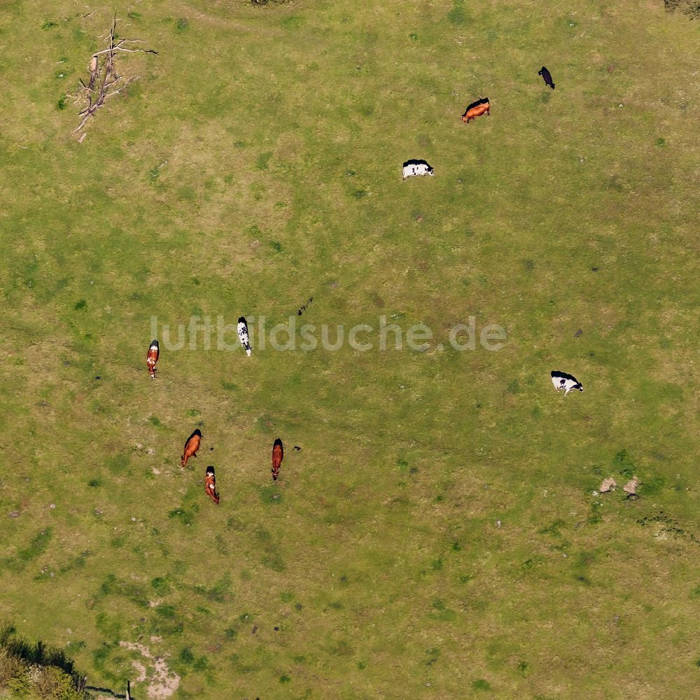 Langballig von oben - Grasflächen- Strukturen einer Wiesen- Weide mit Kuh - Herde in Langballig im Bundesland Schleswig-Holstein, Deutschland