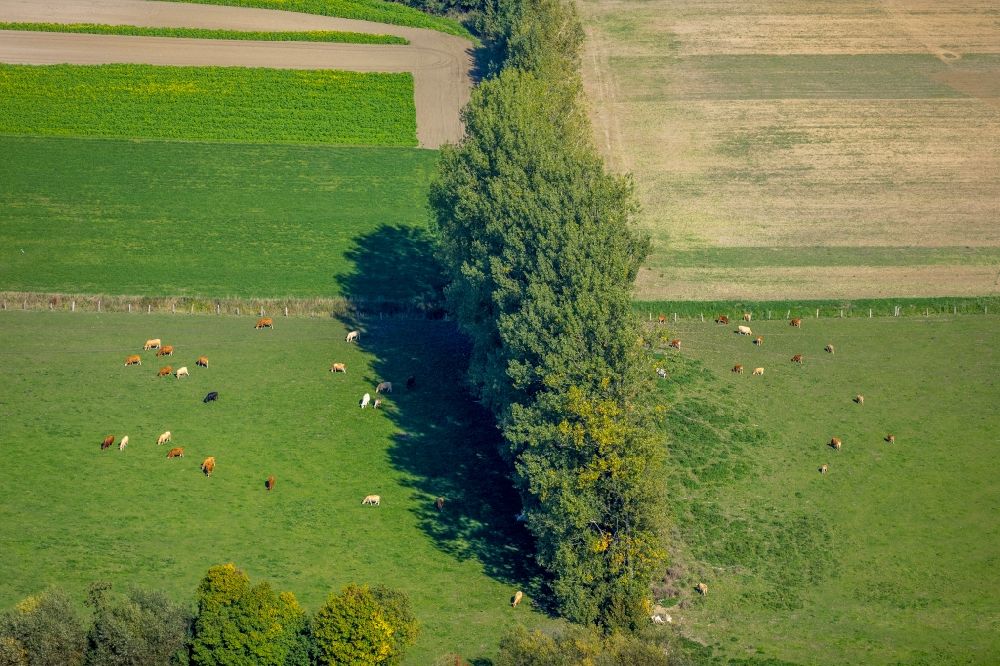 Luftbild Lippetal - Grasflächen- Strukturen einer Wiesen- Weide mit Kuh - Herde in Lippetal im Bundesland Nordrhein-Westfalen, Deutschland