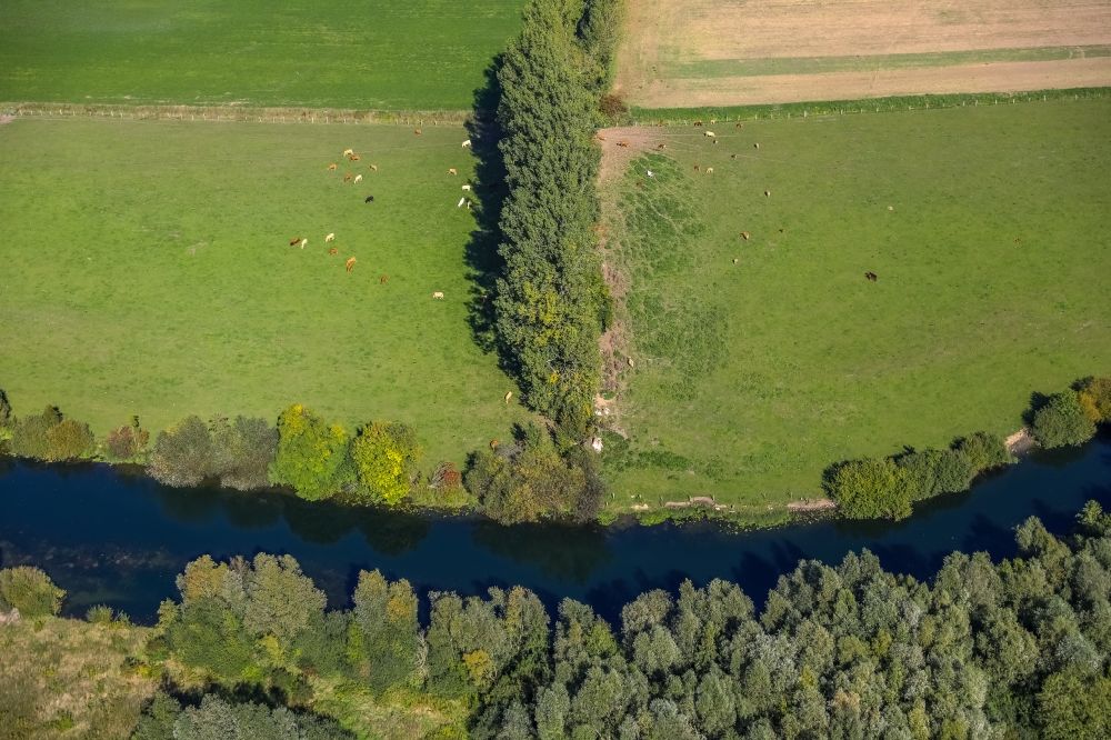 Luftaufnahme Lippetal - Grasflächen- Strukturen einer Wiesen- Weide mit Kuh - Herde in Lippetal im Bundesland Nordrhein-Westfalen, Deutschland