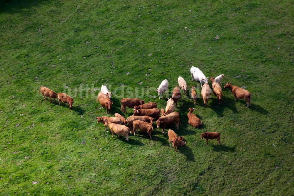 Littlehempston von oben - Grasflächen- Strukturen einer Wiesen- Weide mit Kuh - Herde in Littlehempston in England, Vereinigtes Königreich