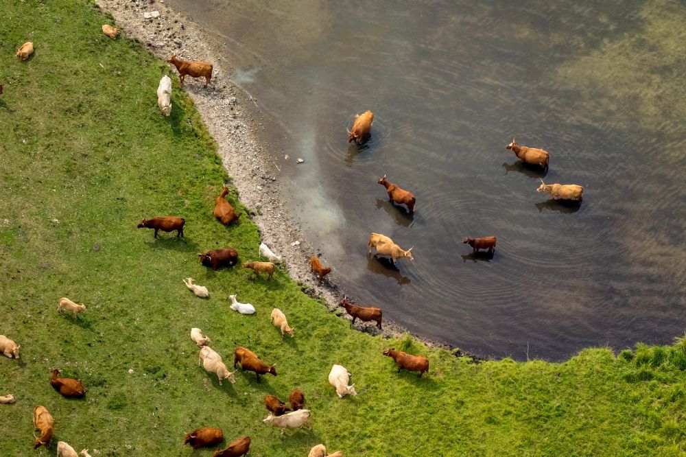 Luftaufnahme Ludorf - Grasflächen- Strukturen einer Wiesen- Weide mit Kuh - Herde in Ludorf im Bundesland Mecklenburg-Vorpommern