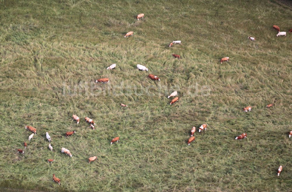 Magdala aus der Vogelperspektive: Grasflächen- Strukturen einer Wiesen- Weide mit Kuh - Herde in Magdala im Bundesland Thüringen, Deutschland