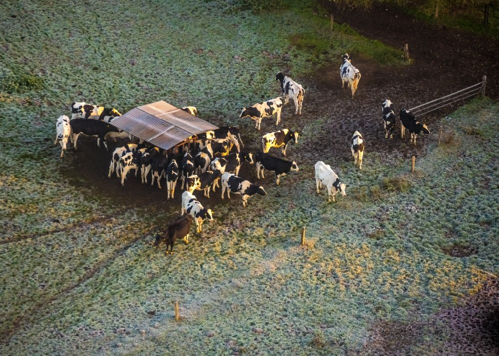 Luftbild Hamm - Grasflächen- Strukturen einer Wiesen- Weide mit Kuh - Herde im Ortsteil Heessen in Hamm im Bundesland Nordrhein-Westfalen, Deutschland