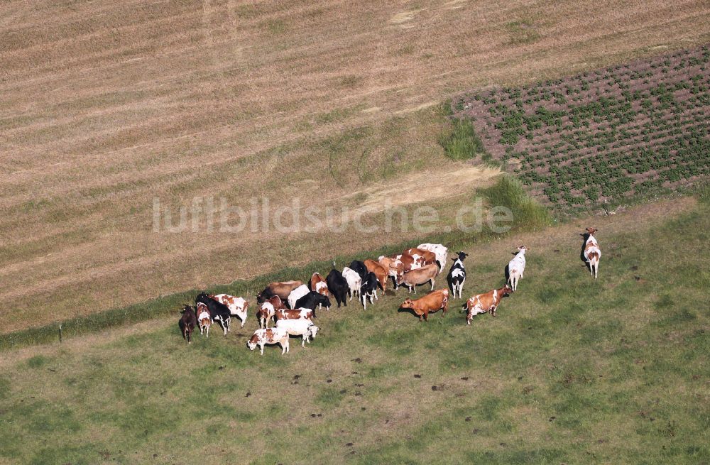 Riechheim von oben - Grasflächen- Strukturen einer Wiesen- Weide mit Kuh - Herde in Riechheim im Bundesland Thüringen, Deutschland