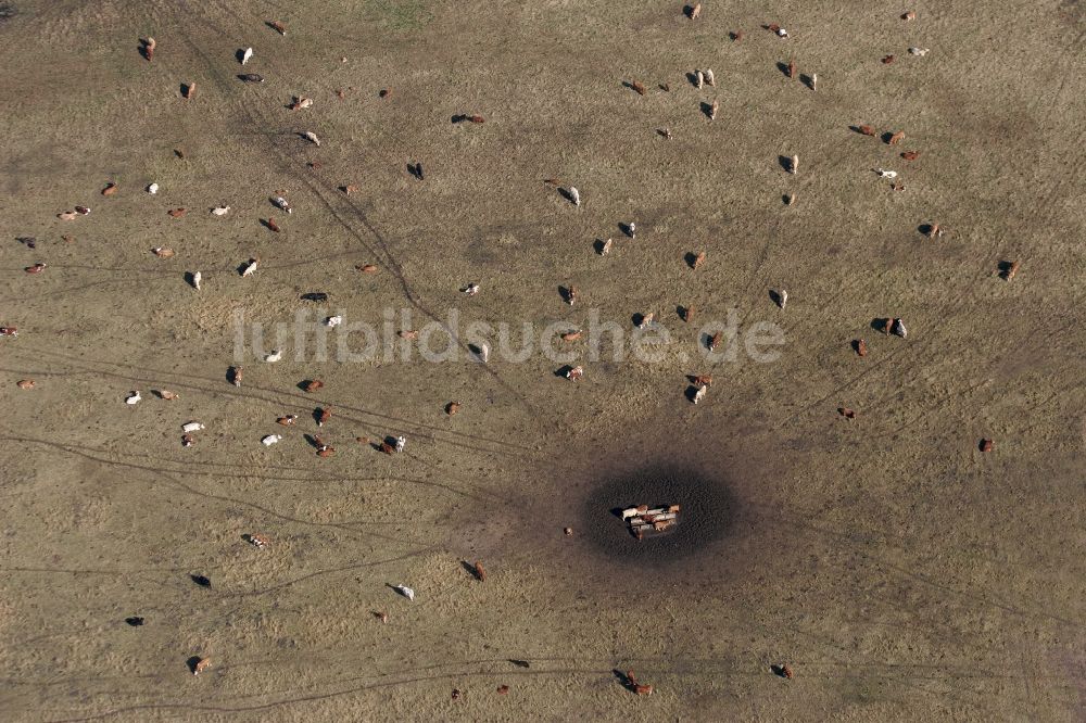 Luftaufnahme Stölln - Grasflächen- Strukturen einer Wiesen- Weide mit Kuh - Herde in Stölln im Bundesland Brandenburg, Deutschland