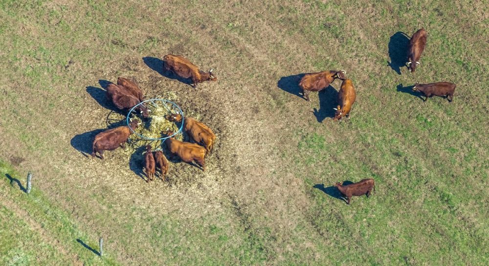 Luftaufnahme Vöhl - Grasflächen- Strukturen einer Wiesen- Weide mit Kuh - Herde in Vöhl im Bundesland Hessen, Deutschland