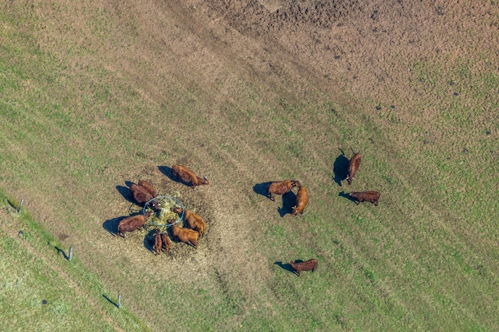 Vöhl von oben - Grasflächen- Strukturen einer Wiesen- Weide mit Kuh - Herde in Vöhl im Bundesland Hessen, Deutschland