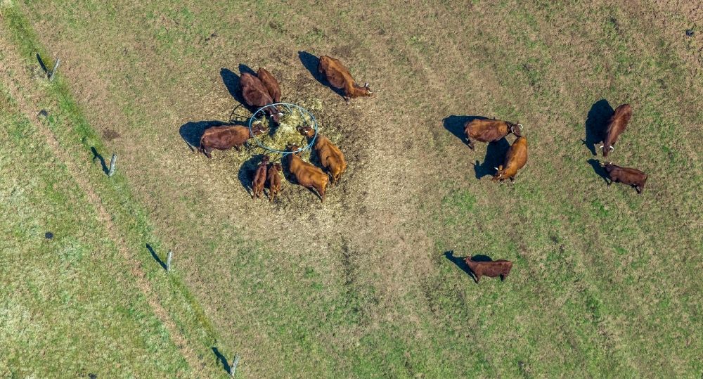 Vöhl aus der Vogelperspektive: Grasflächen- Strukturen einer Wiesen- Weide mit Kuh - Herde in Vöhl im Bundesland Hessen, Deutschland