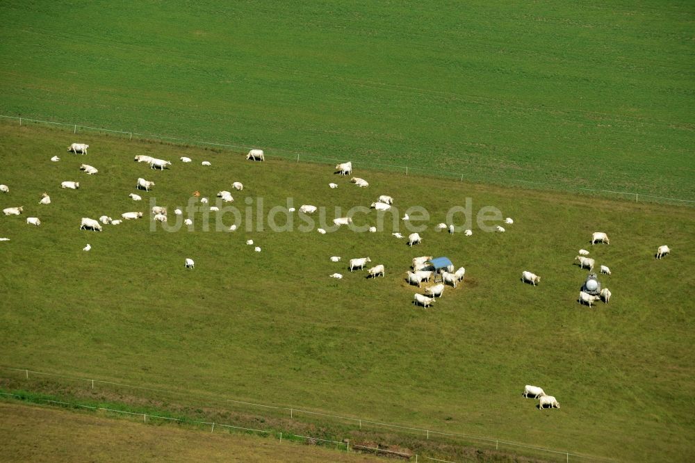 Weißig von oben - Grasflächen- Strukturen einer Wiesen- Weide mit Kuh - Herde in Weißig im Bundesland Sachsen