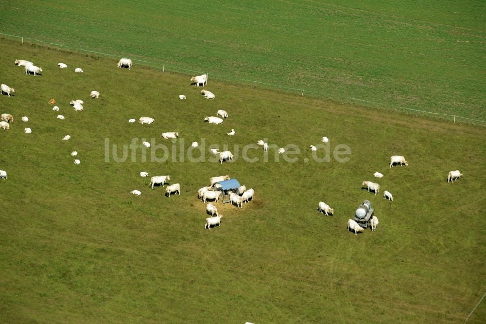 Weißig aus der Vogelperspektive: Grasflächen- Strukturen einer Wiesen- Weide mit Kuh - Herde in Weißig im Bundesland Sachsen