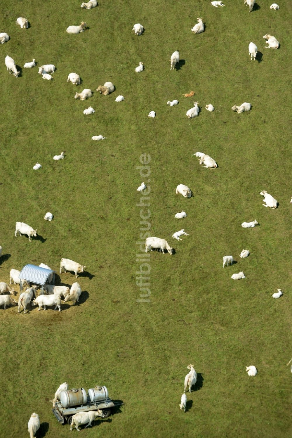 Luftbild Weißig - Grasflächen- Strukturen einer Wiesen- Weide mit Kuh - Herde in Weißig im Bundesland Sachsen