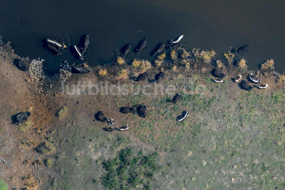 Luftbild Zwenkau - Grasflächen- Strukturen einer Wiesen- Weide mit Kuh - Herde am Zwenkauer See in Zwenkau im Bundesland Sachsen, Deutschland