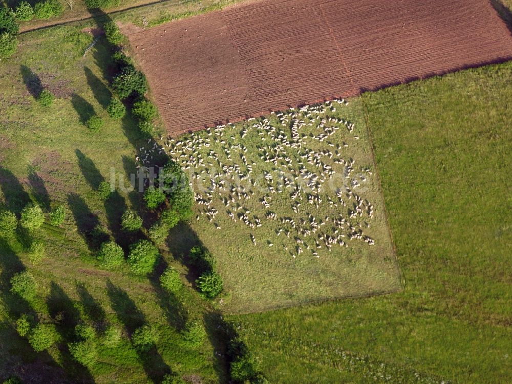 Ansbach aus der Vogelperspektive: Grasflächen- Strukturen einer Wiesen- Weide mit Schaf- Herde in Ansbach im Bundesland Bayern, Deutschland