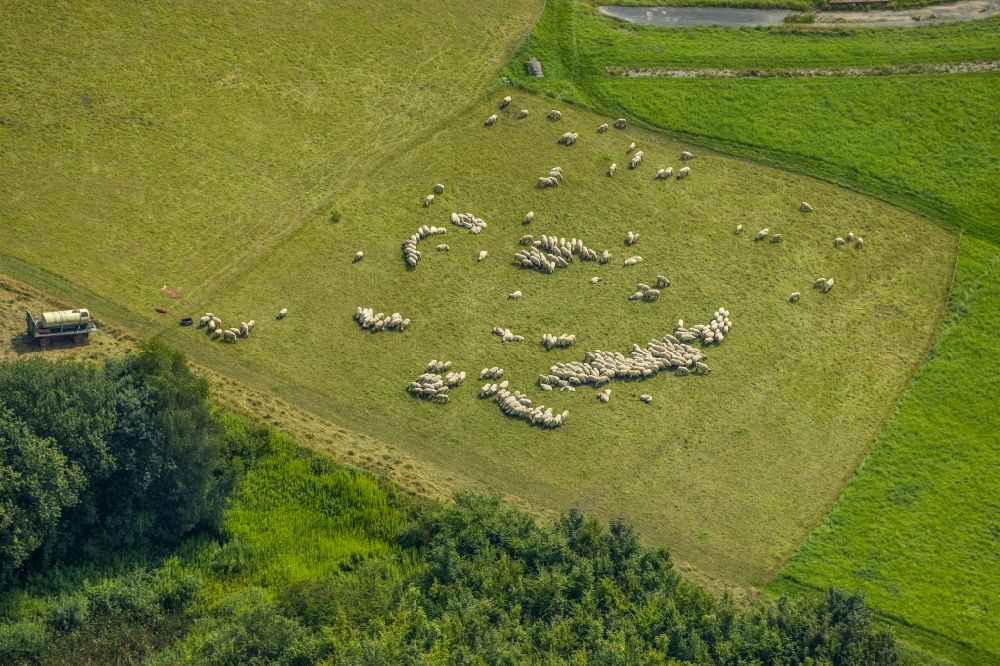 Luftbild Bergkamen - Grasflächen- Strukturen einer Wiesen- Weide mit Schaf - Herde in Bergkamen im Bundesland Nordrhein-Westfalen, Deutschland