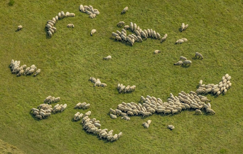 Luftaufnahme Bergkamen - Grasflächen- Strukturen einer Wiesen- Weide mit Schaf - Herde in Bergkamen im Bundesland Nordrhein-Westfalen, Deutschland