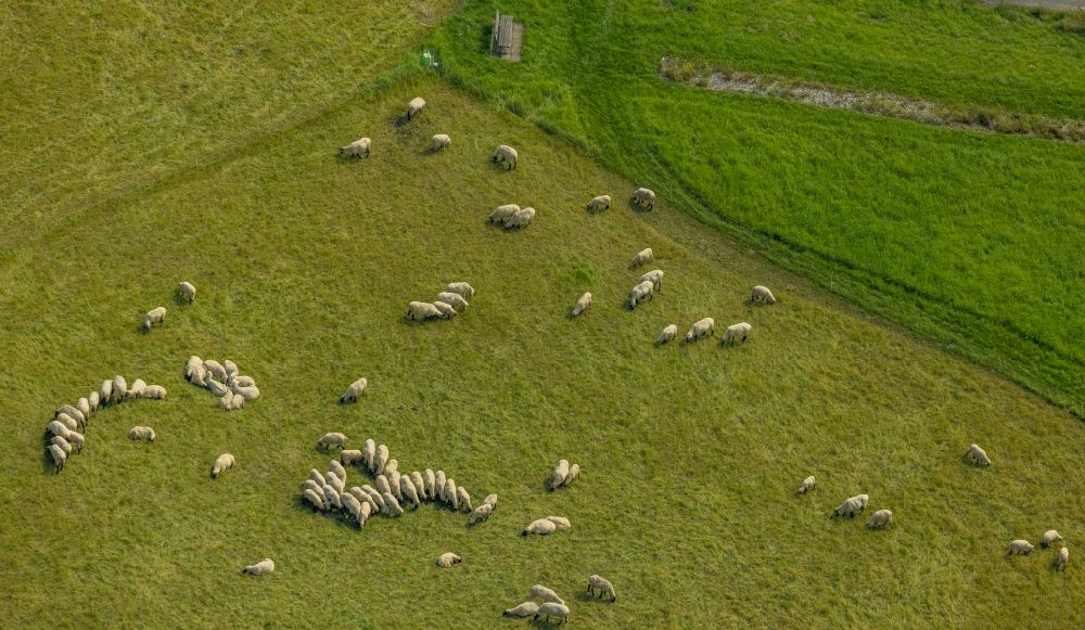 Bergkamen von oben - Grasflächen- Strukturen einer Wiesen- Weide mit Schaf - Herde in Bergkamen im Bundesland Nordrhein-Westfalen, Deutschland