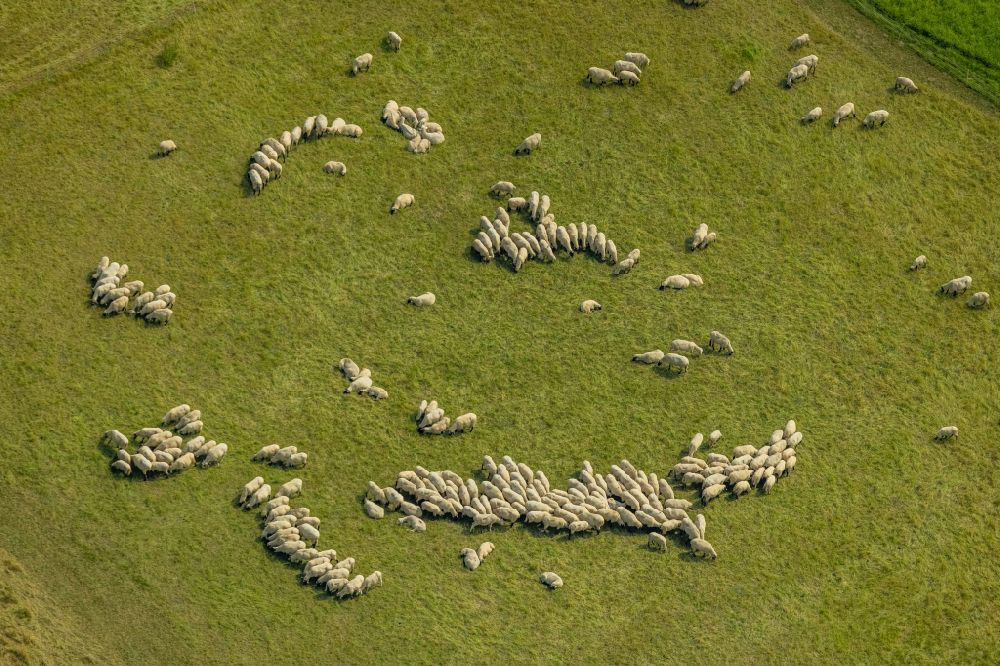 Bergkamen aus der Vogelperspektive: Grasflächen- Strukturen einer Wiesen- Weide mit Schaf - Herde in Bergkamen im Bundesland Nordrhein-Westfalen, Deutschland