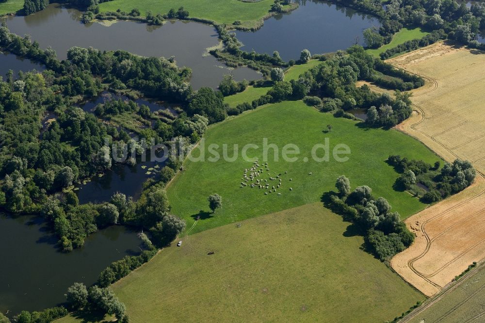 Nennhausen aus der Vogelperspektive: Grasflächen- Strukturen einer Wiesen- Weide mit Schaf - Herde im Havelland im Bundesland Brandenburg, Deutschland