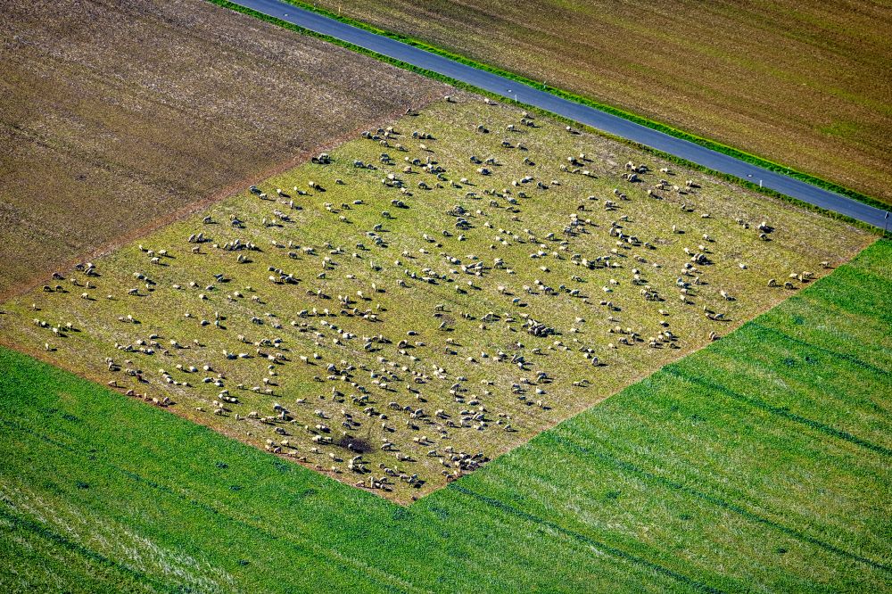 Holzwickede aus der Vogelperspektive: Grasflächen- Strukturen einer Wiesen- Weide mit Schaf- Herde in Holzwickede im Bundesland Nordrhein-Westfalen, Deutschland