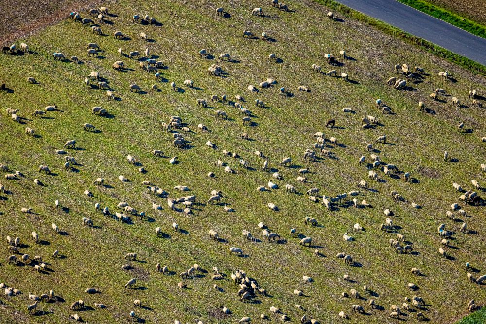 Luftbild Holzwickede - Grasflächen- Strukturen einer Wiesen- Weide mit Schaf- Herde in Holzwickede im Bundesland Nordrhein-Westfalen, Deutschland