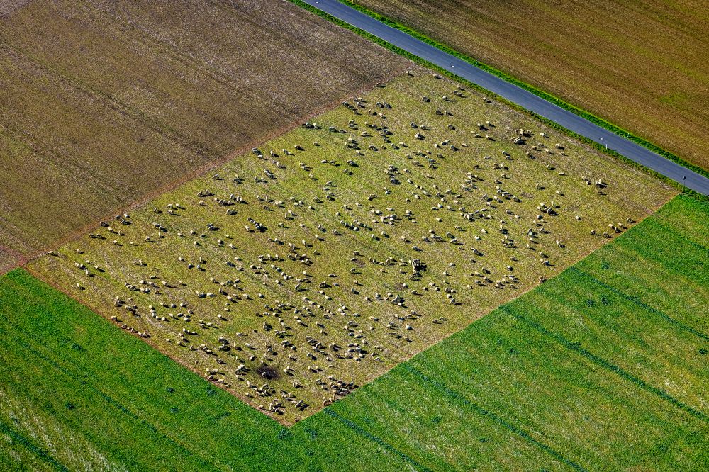 Luftaufnahme Holzwickede - Grasflächen- Strukturen einer Wiesen- Weide mit Schaf- Herde in Holzwickede im Bundesland Nordrhein-Westfalen, Deutschland