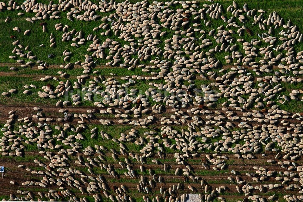 Luftbild Münsingen - Grasflächen- Strukturen einer Wiesen- Weide mit Schaf - Herde in Münsingen im Bundesland Baden-Württemberg