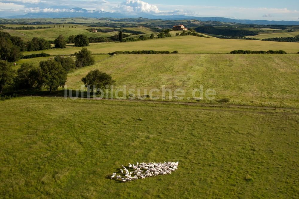 Rapolano Terme von oben - Grasflächen- Strukturen einer Wiesen- Weide mit Schaf - Herde in Rapolano Terme in Toscana, Italien