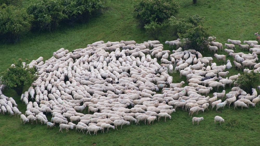 Rieder von oben - Grasflächen- Strukturen einer Wiesen- Weide mit Schaf- Herde in Rieder im Bundesland Sachsen-Anhalt, Deutschland