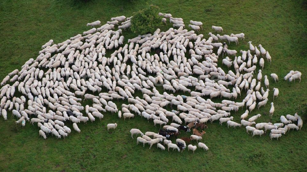 Luftbild Rieder - Grasflächen- Strukturen einer Wiesen- Weide mit Schaf- Herde in Rieder im Bundesland Sachsen-Anhalt, Deutschland