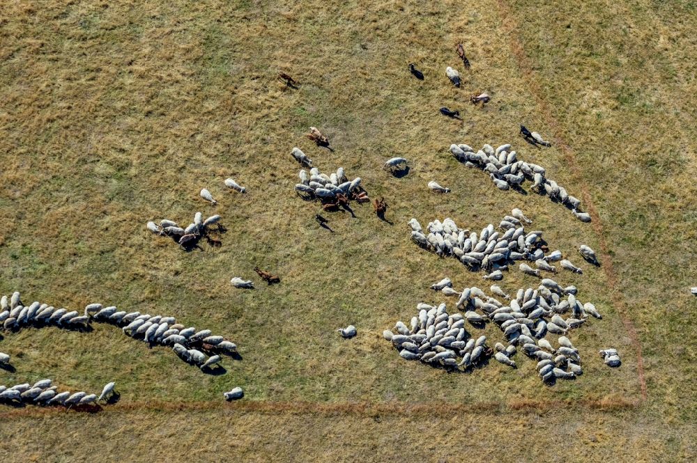 Luftbild Warburg - Grasflächen- Strukturen einer Wiesen- Weide mit Schaf - Herde in Warburg im Bundesland Nordrhein-Westfalen, Deutschland