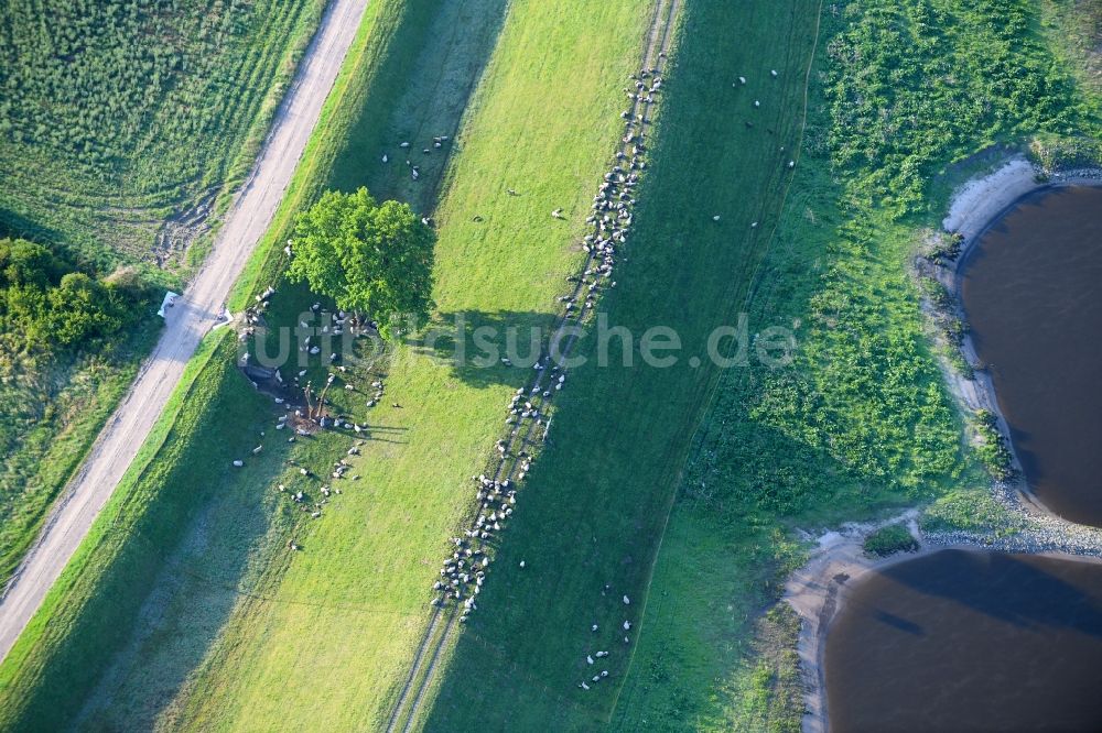 Wulkau aus der Vogelperspektive: Grasflächen- Strukturen einer Wiesen- Weide mit Schaf - Herde in Wulkau im Bundesland Sachsen-Anhalt, Deutschland