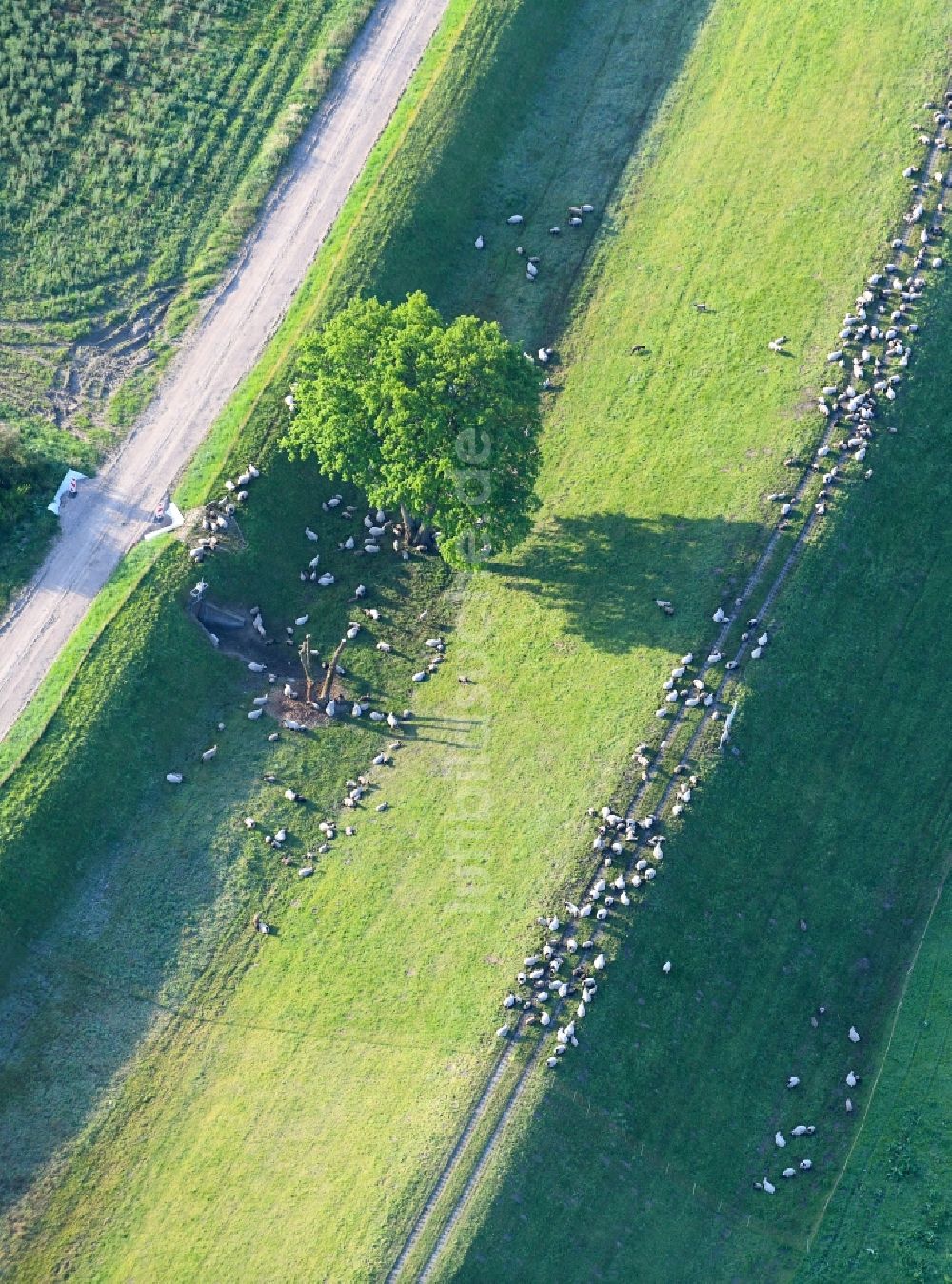 Luftbild Wulkau - Grasflächen- Strukturen einer Wiesen- Weide mit Schaf - Herde in Wulkau im Bundesland Sachsen-Anhalt, Deutschland
